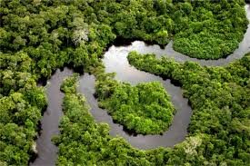 Тропические джунгли в Бразилии